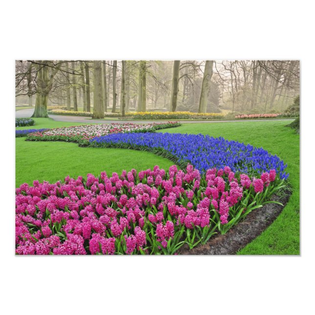 Pattern of Grape Hyacinth, tulips, and 2 Photo Print (Front)