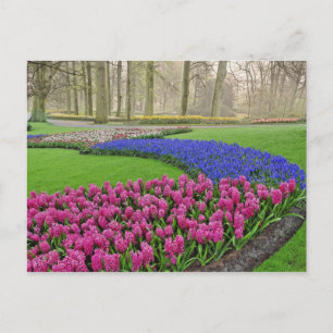 Pattern of Grape Hyacinth, tulips, and 2 Postcard
