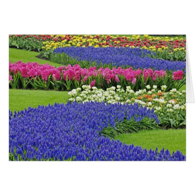 Pattern of Grape Hyacinth, tulips, and 3 (Front Horizontal)