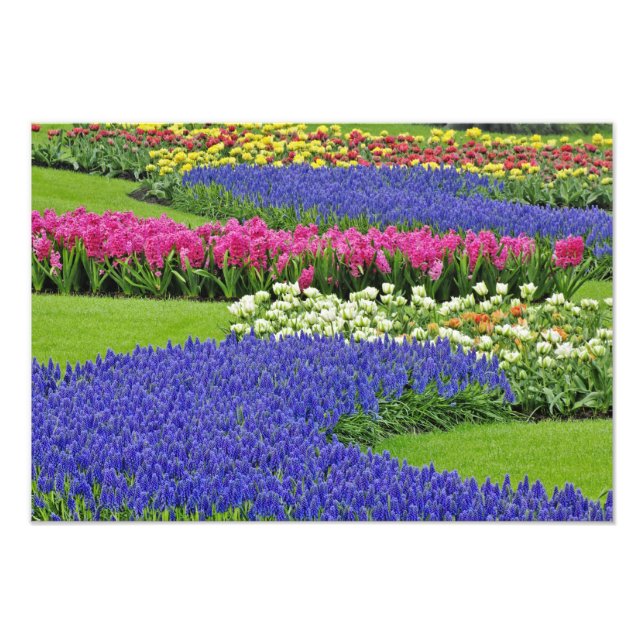 Pattern of Grape Hyacinth, tulips, and 3 Photo Print (Front)