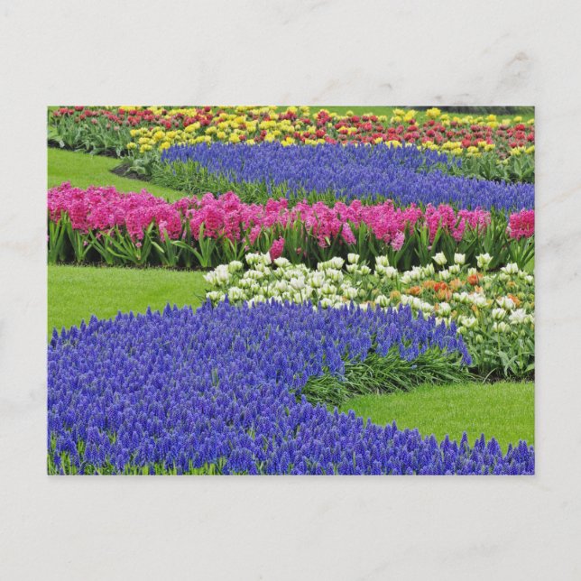 Pattern of Grape Hyacinth, tulips, and 3 Postcard (Front)
