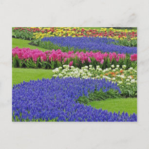 Pattern of Grape Hyacinth, tulips, and 3 Postcard