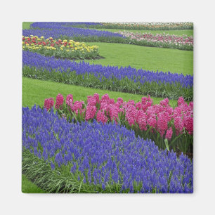 Pattern of Grape Hyacinth, tulips, and Magnet