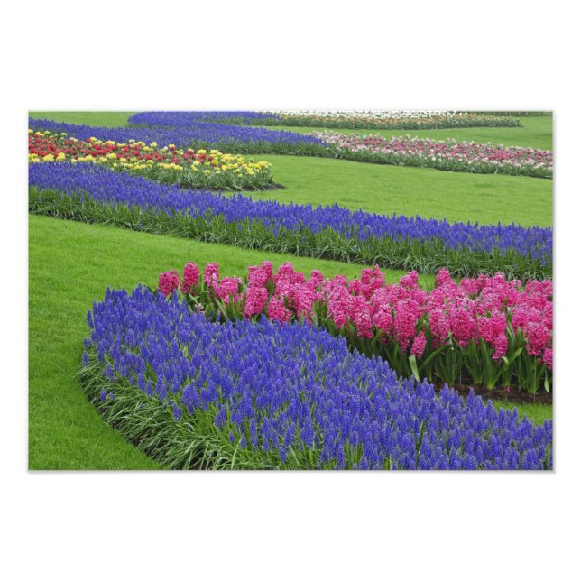 Pattern of Grape Hyacinth, tulips, and Photo Print (Front)