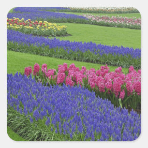 Pattern of Grape Hyacinth, tulips, and Square Sticker