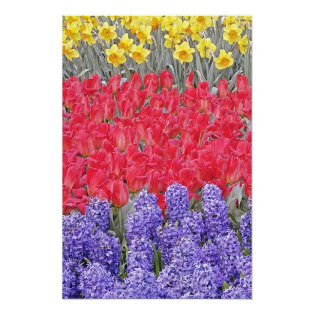 Pattern of hyacinth, tulips, and daffodils, photo print (Front)