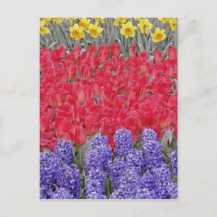 Pattern of hyacinth, tulips, and daffodils, postcard