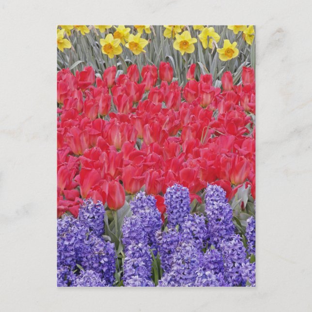 Pattern of hyacinth, tulips, and daffodils, postcard (Front)