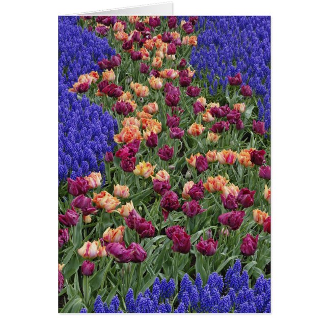 Pattern of tulips and Grape Hyacinth flowers, (Front)