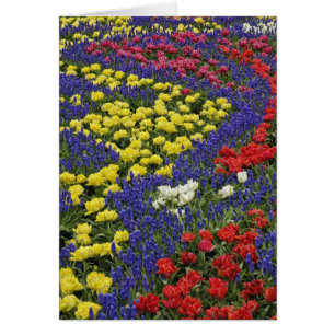 Pattern of tulips and Grape Hyacinth flowers, 2