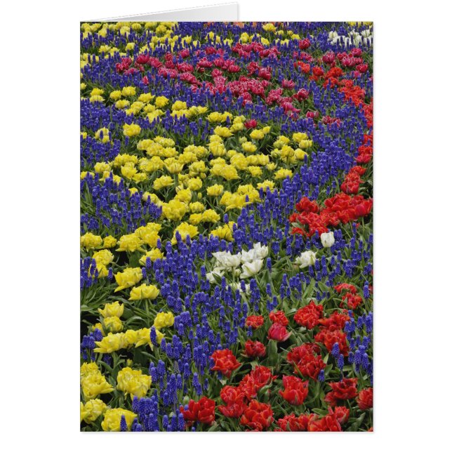 Pattern of tulips and Grape Hyacinth flowers, 2 (Front)