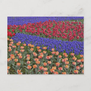 Pattern of tulips and Grape Hyacinth flowers, 3 Postcard