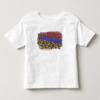 Pattern of tulips and Grape Hyacinth flowers, 3