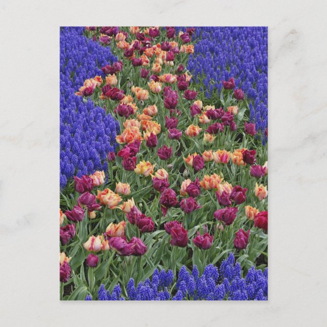 Pattern of tulips and Grape Hyacinth flowers, Postcard (Front)