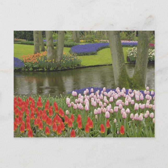 Pattern of tulips and grape hyacinth flowers, postcard (Front)