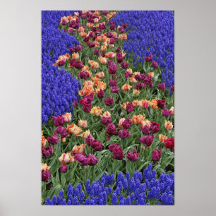 Pattern of tulips and Grape Hyacinth flowers, Poster