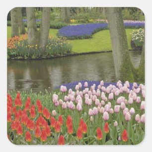 Pattern of tulips and grape hyacinth flowers, square sticker