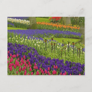 Pattern of tulips hyacinth, and Grape Hyacinth Postcard