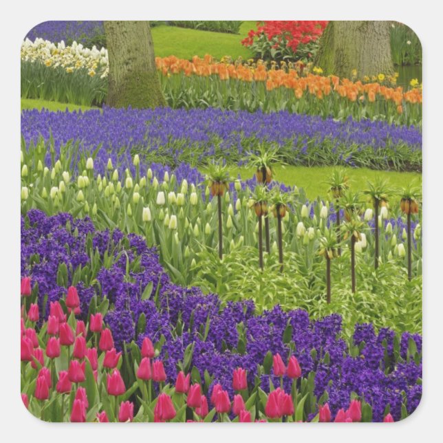 Pattern of tulips hyacinth, and Grape Hyacinth Square Sticker (Front)