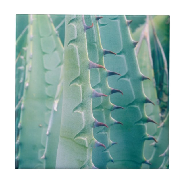 Patterns of an Agave plant Ceramic Tile (Front)