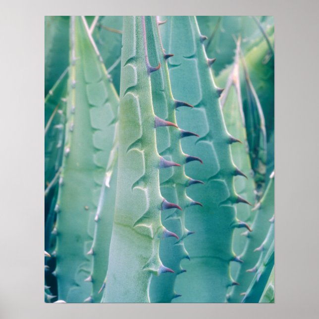 Patterns of an Agave plant Poster (Front)