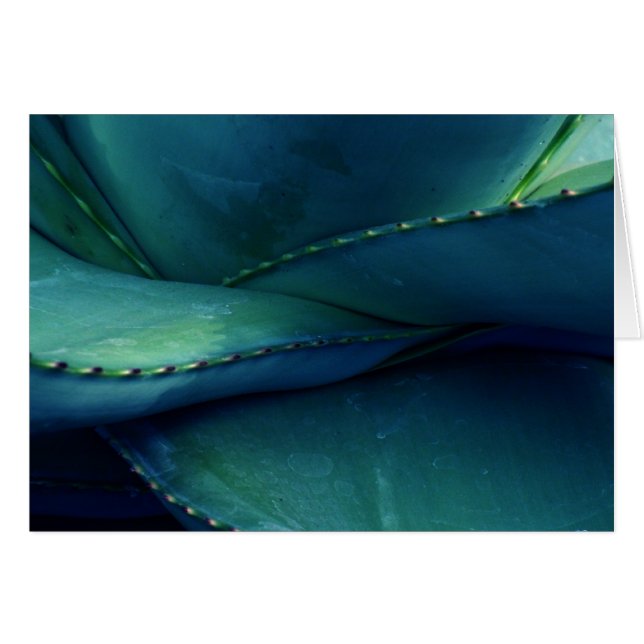 Patterns of Nature (Front Horizontal)