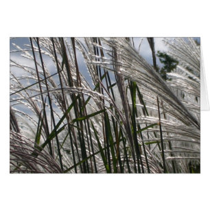 Patterns of Nature