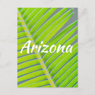 Patterns of Palms, Arizona Postcard