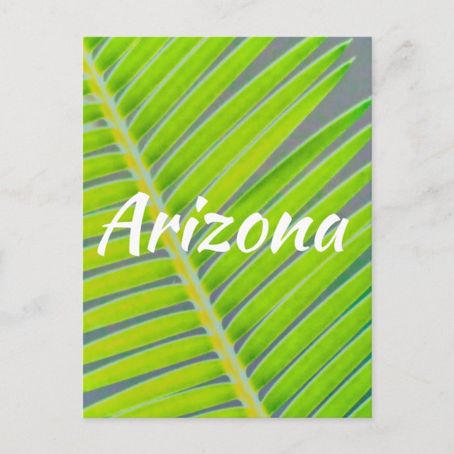 Patterns of Palms, Arizona Postcard (Front)