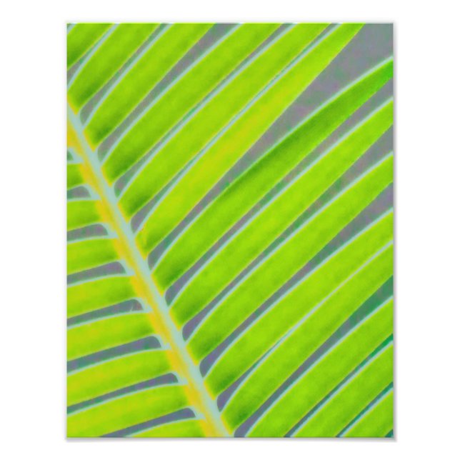 Patterns of Palms Photo Print (Front)