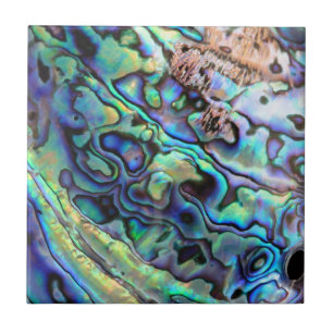 Paua abalone shell detail ceramic tile