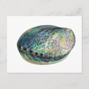 Paua Shell Postcard