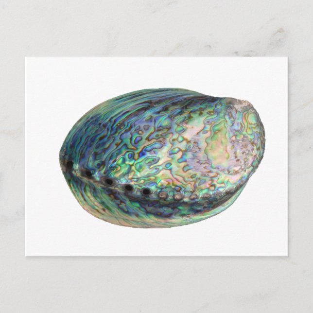 Paua Shell Postcard (Front)