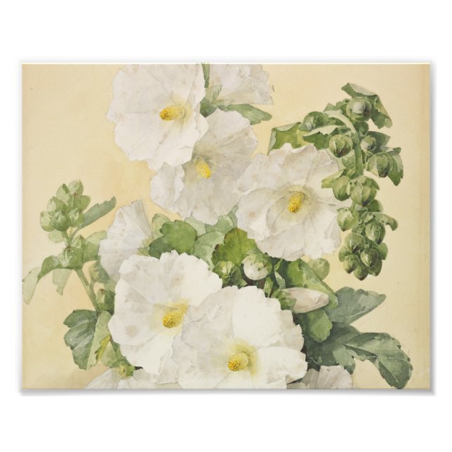 Paul De Longpre - Hollyhocks 1901 Photo Print (Front)