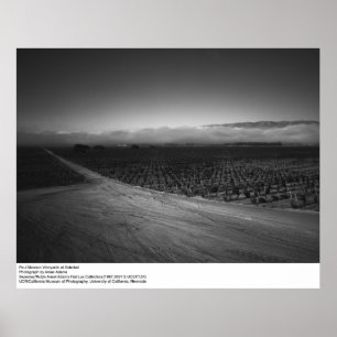 Paul Masson Vineyard at Soledad by Ansel Adams Poster