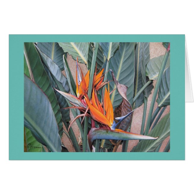 Paul McGehee "Bird of Paradise" Card (Front Horizontal)