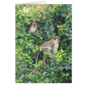 Paul McGehee "Monkeying Around" Card