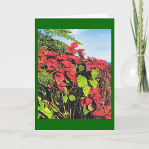 Paul McGehee "Poinsettias" Christmas Card