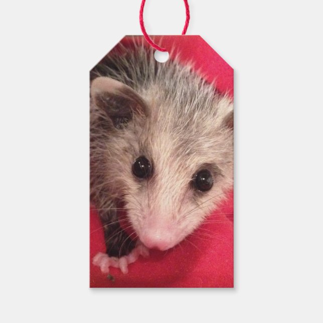 Paulee Possum Gift Tag (Front)