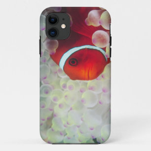 Paupau New Guinea, Great Barrier Reef, iPhone 11 Case