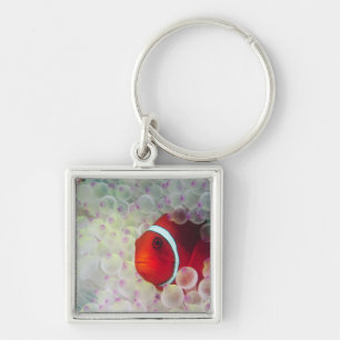 Paupau New Guinea, Great Barrier Reef, Key Ring