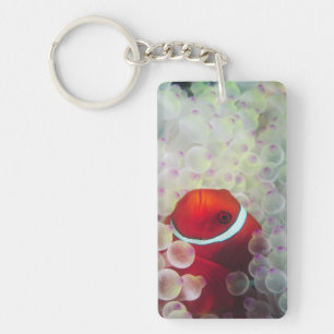 Paupau New Guinea, Great Barrier Reef, Key Ring