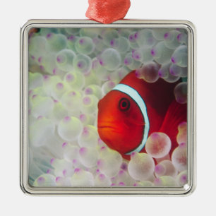 Paupau New Guinea, Great Barrier Reef, Metal Tree Decoration