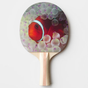 Paupau New Guinea, Great Barrier Reef, Ping Pong Paddle