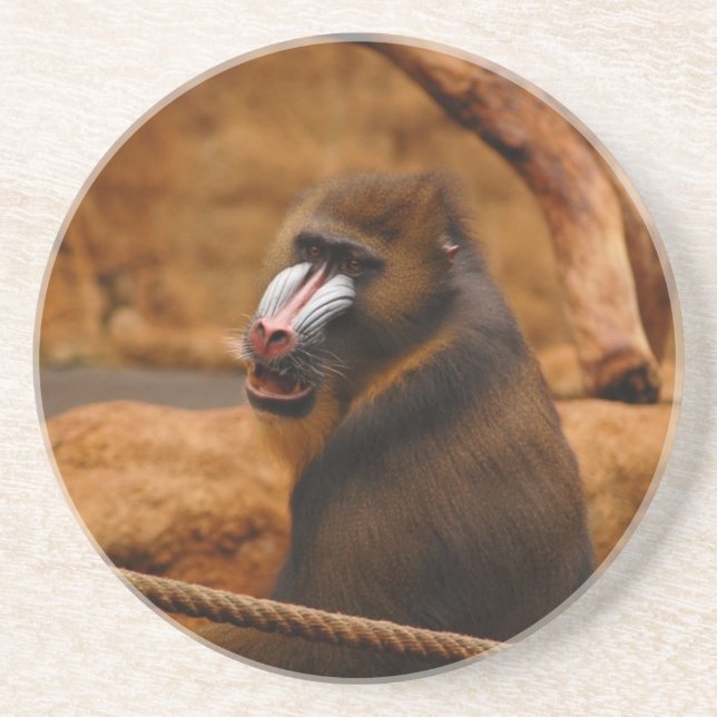 Pavian/Baboon Coaster (Front)