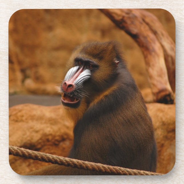 Pavian/Baboon Coaster (Front)