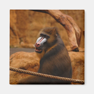 Pavian/Baboon Magnet