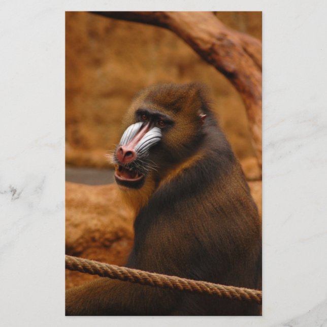 Pavian/Baboon Stationery (Front)