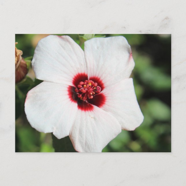 Pavonia Hastata # 2 Postcard (Front)