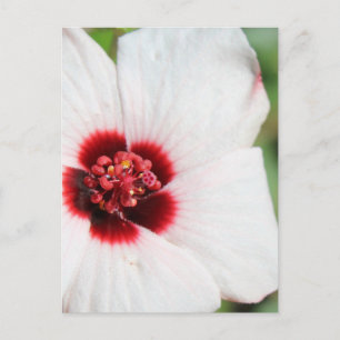 Pavonia Hastata # 3 Postcard